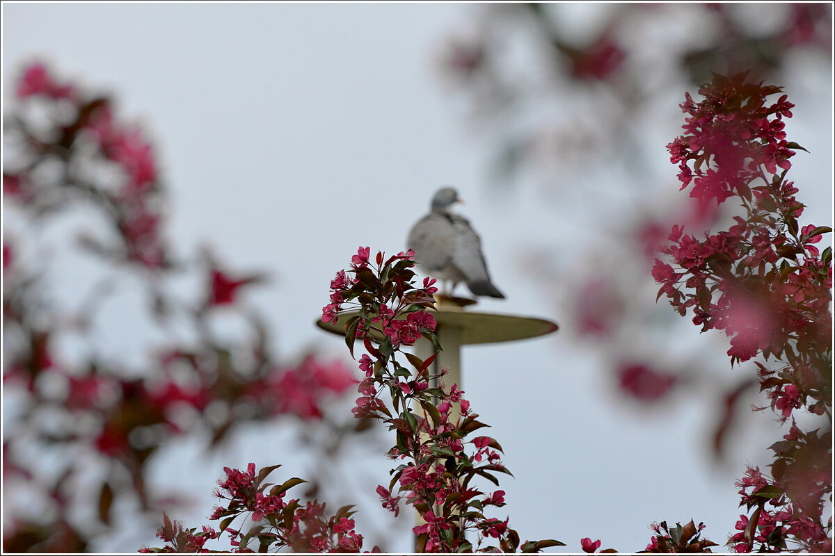 В цветущих ветках - Сеня Белгородский В цветущих ветках - Сеня Белгородский