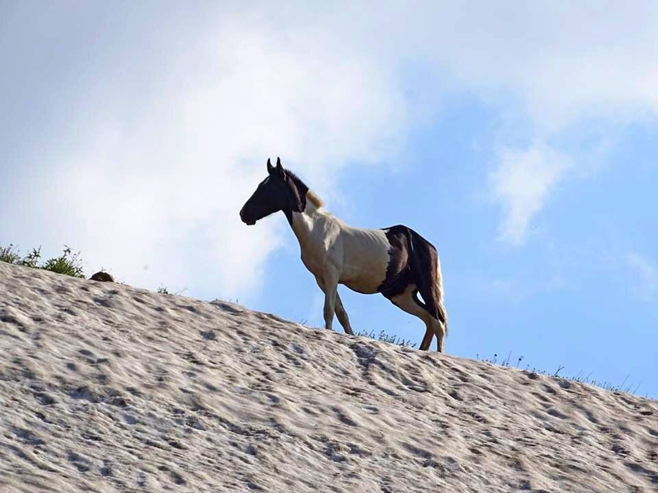 НАШИ ПРОГУЛКИ. - Виктор Осипчук