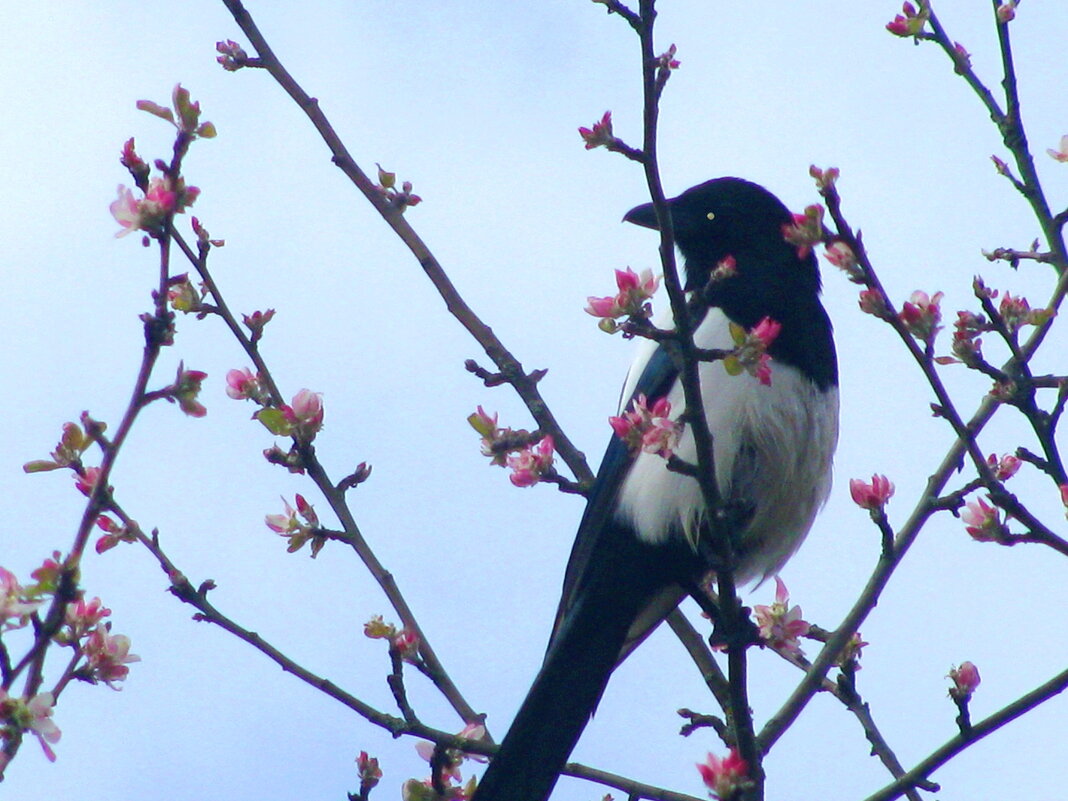 Что-то высматривает - Людмила Смородинская Что-то высматривает - Людмила Смородинская