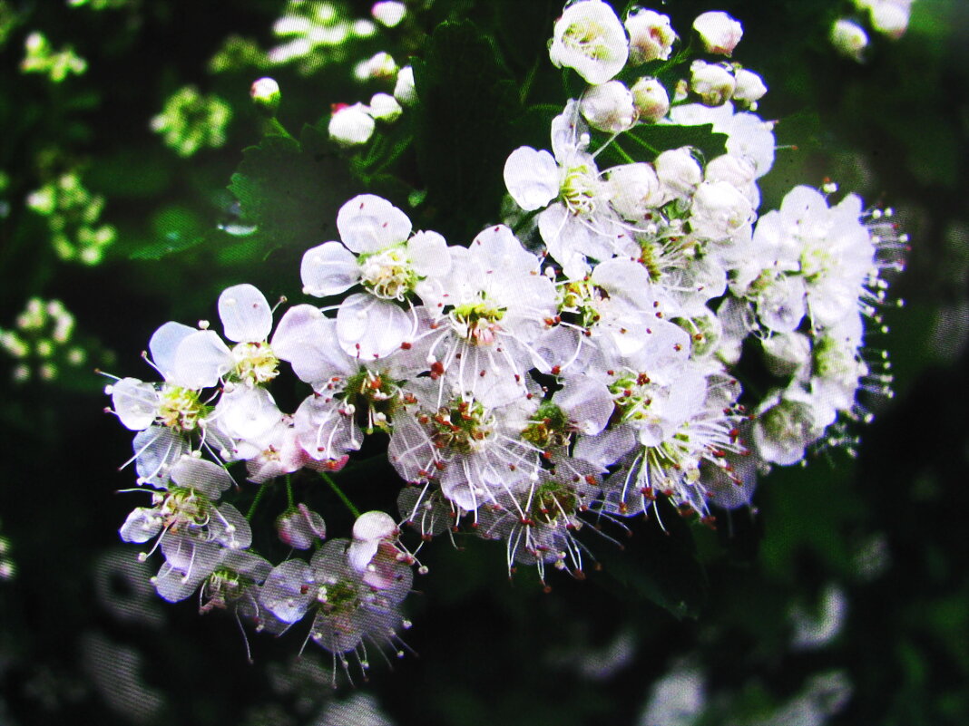 Боярышник цветёт - Людмила Смородинская Боярышник цветёт - Людмила Смородинская