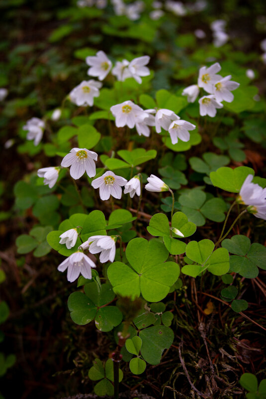 Кислица обыкновенная - Светлана Мишенёва