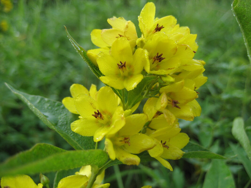 Вербейник - Anna Ivanova Вербейник - Anna Ivanova