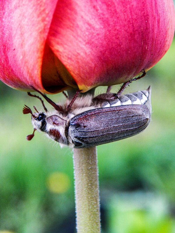 Находчивый майский - Александр Ковальчук Находчивый майский - Александр Ковальчук