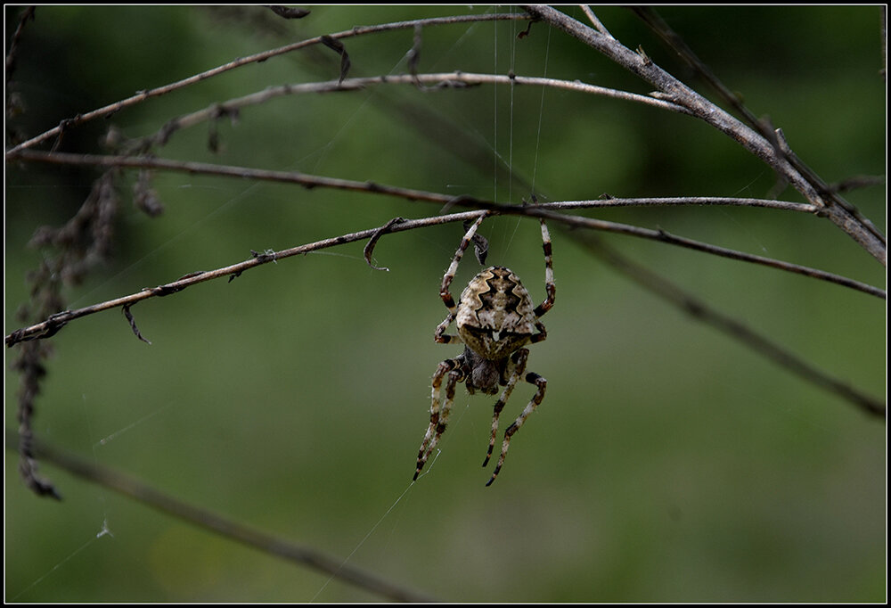 *** - Aleksandr Gal *** - Aleksandr Gal