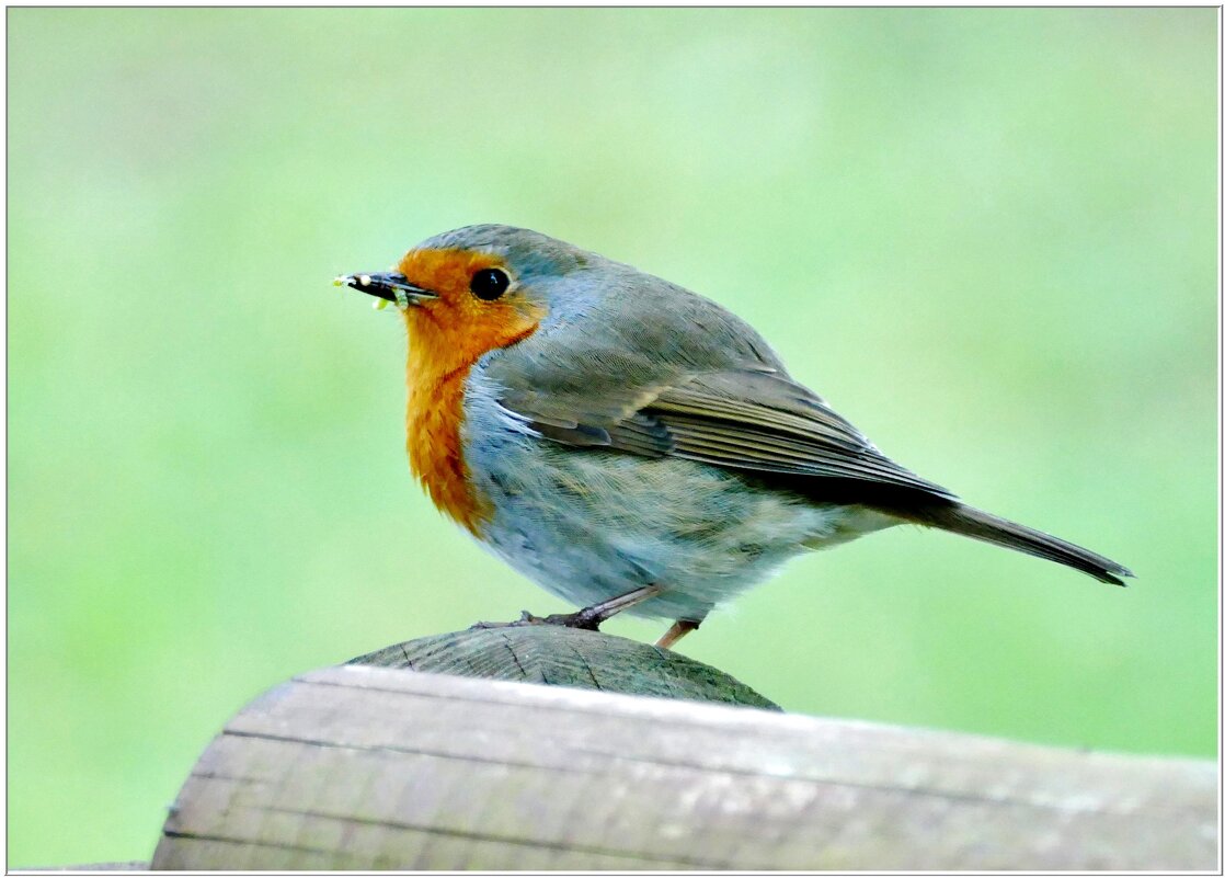 ПИЧУГА... - Elvira E. ПИЧУГА... - Elvira E.