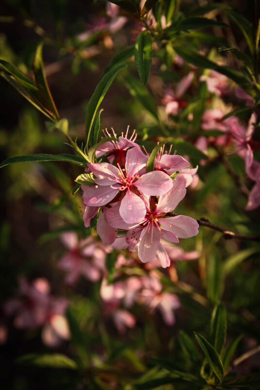 *** - Евгения Каравашкина *** - Евгения Каравашкина