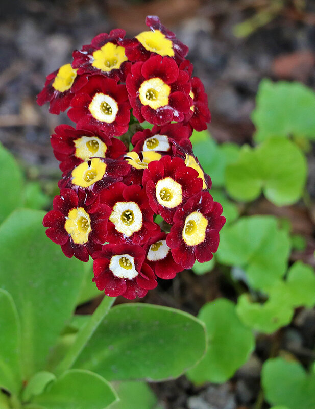 Примула Медвежье ушко - Светлана Примула Медвежье ушко - Светлана