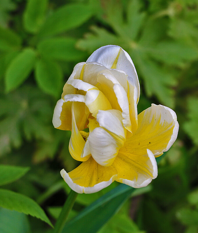 Не пойми что... - Светлана 