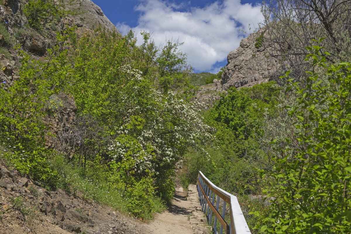 Урочище Панагея, Судак, май 2025 - Светлана Тихонина Урочище Панагея, Судак, май 2025 - Светлана Тихонина