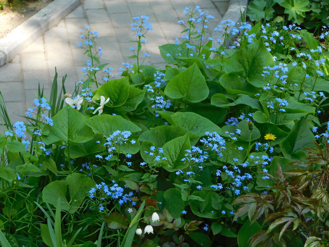 Бруннера крупнолистная - Наиля Бруннера крупнолистная - Наиля
