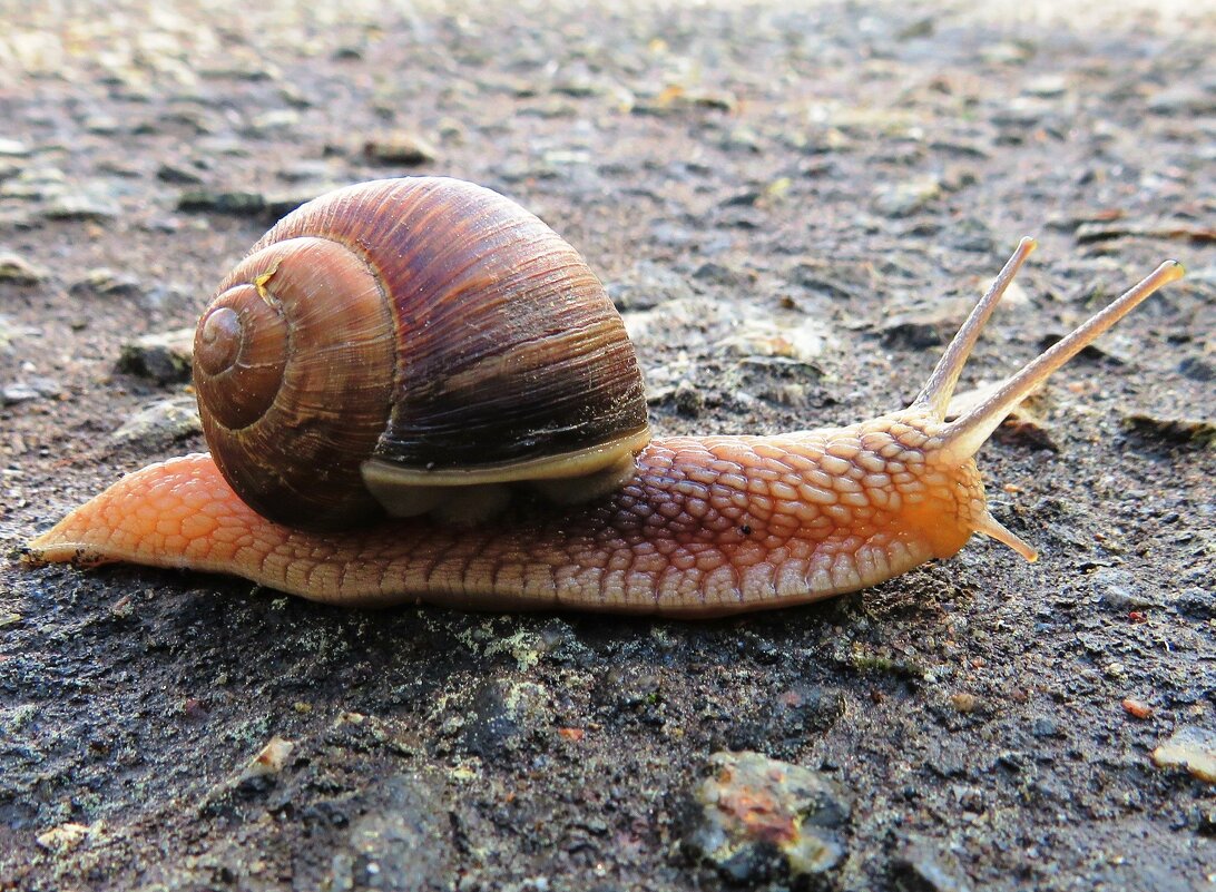 Переползает дорогу - Андрей Снегерёв Переползает дорогу - Андрей Снегерёв