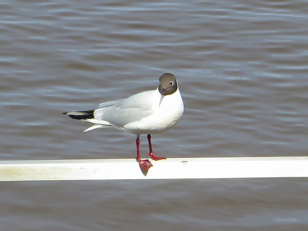 Чайка - Лариса С. Чайка - Лариса С.