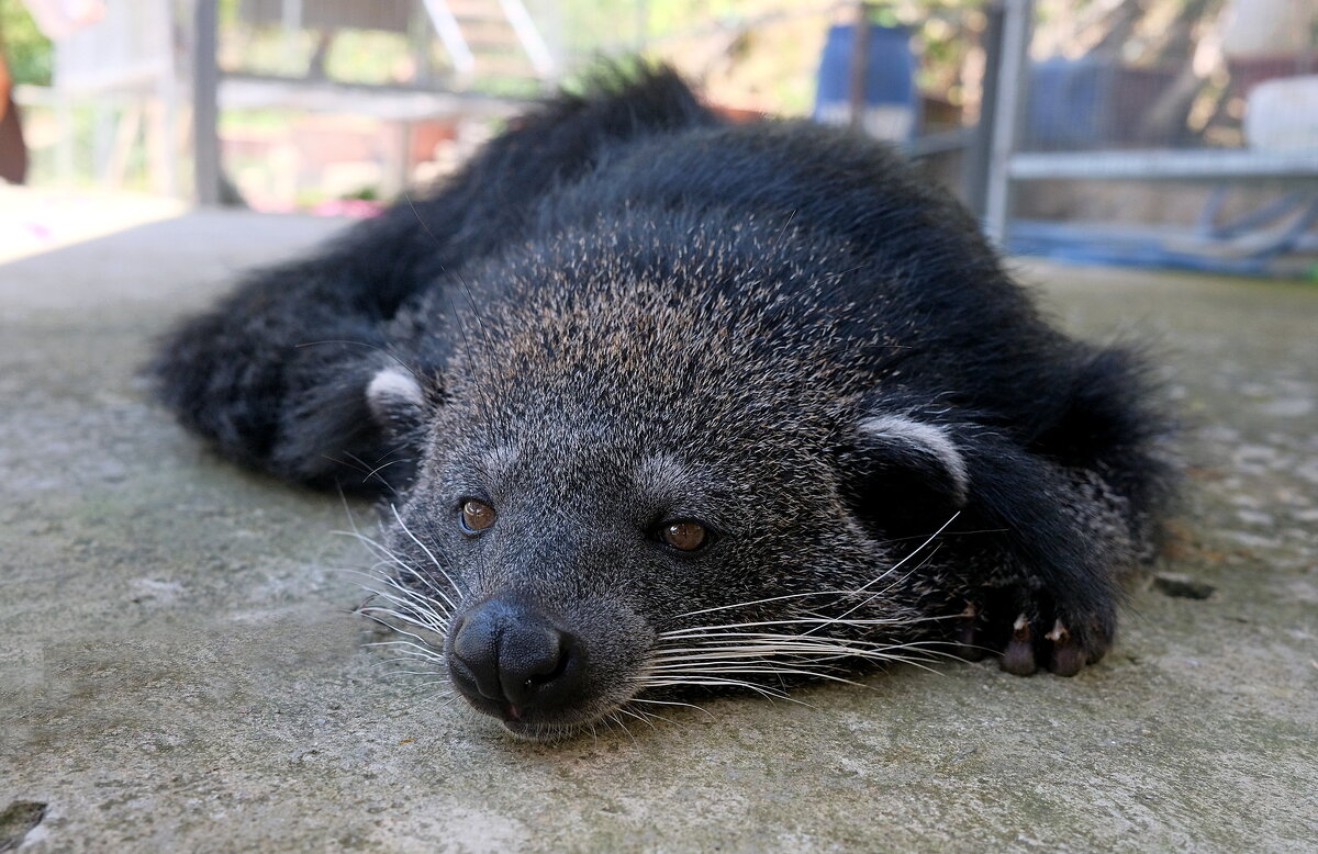 Лювак.... - Владимир Куликов Лювак.... - Владимир Куликов