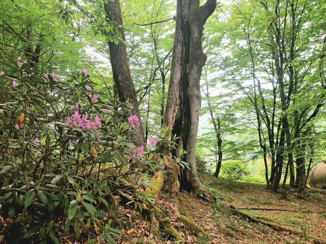 РОДОДЕНДРОНОВЫЙ РАЙ - Tata Wolf