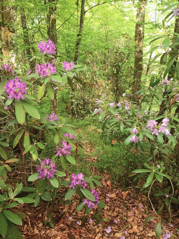 РОДОДЕНДРОНОВЫЙ РАЙ - Tata Wolf