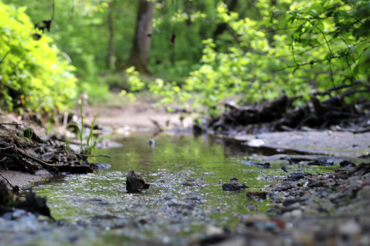 Ручей - Николай (dr.Zlo) Кузнецов