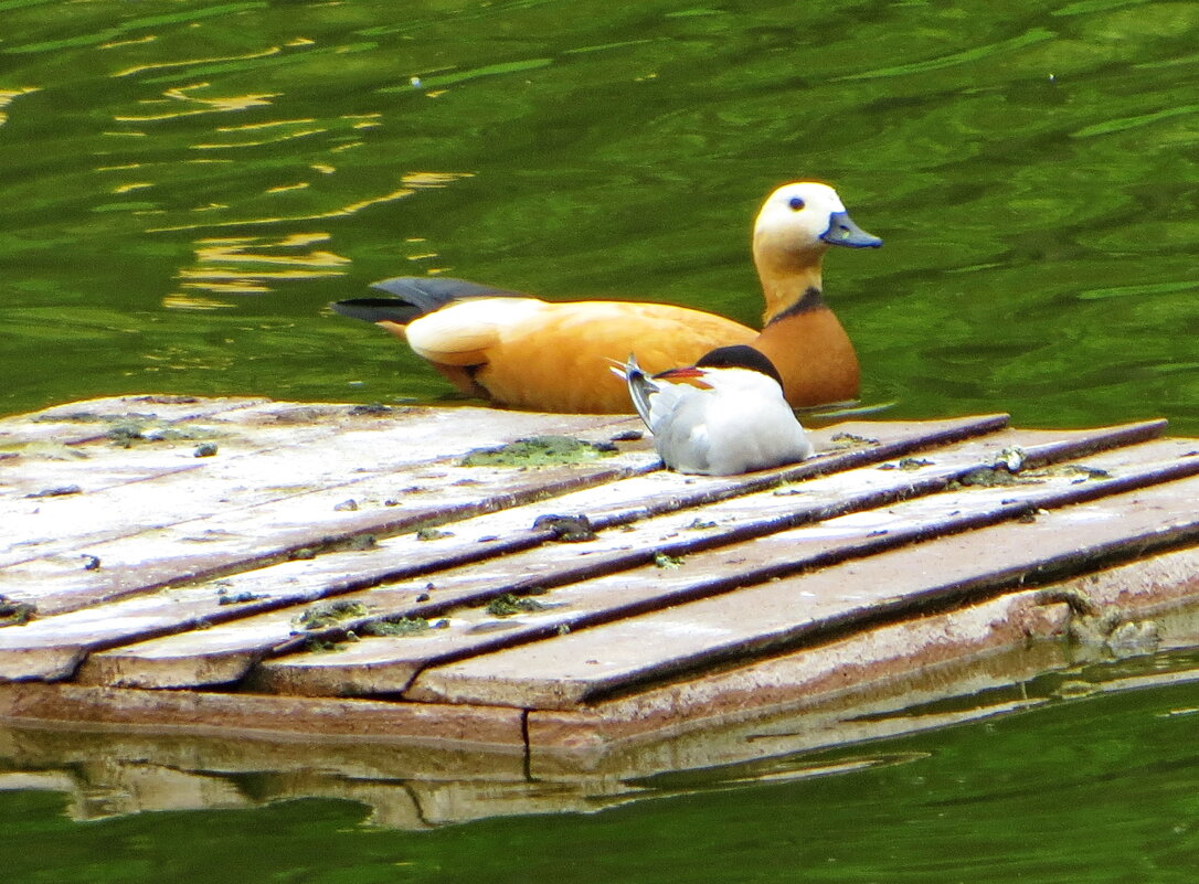 Крачка и огарь - Александр Чеботарь