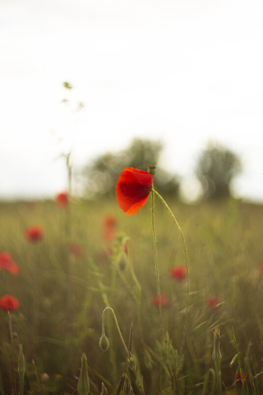 *** - Яна Горбунова *** - Яна Горбунова