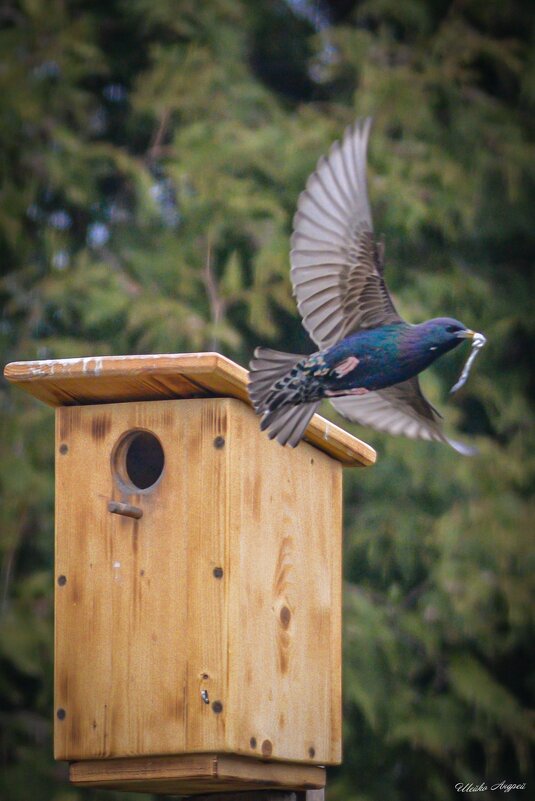 Замороженый полёт - Андрей Шейко