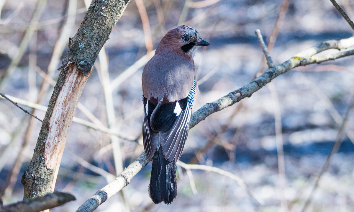 Сойка. - Владимир Безбородов