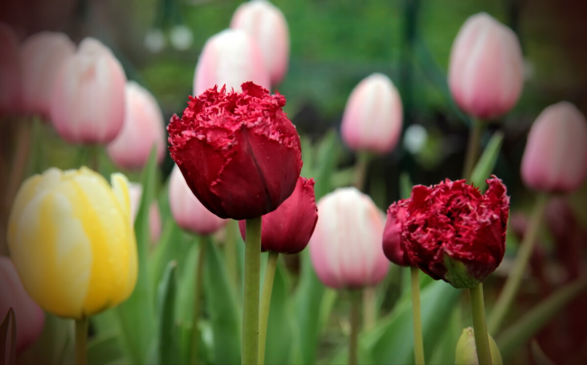 Весна. - Маргарита ( Марта ) Дрожжина Весна. - Маргарита ( Марта ) Дрожжина