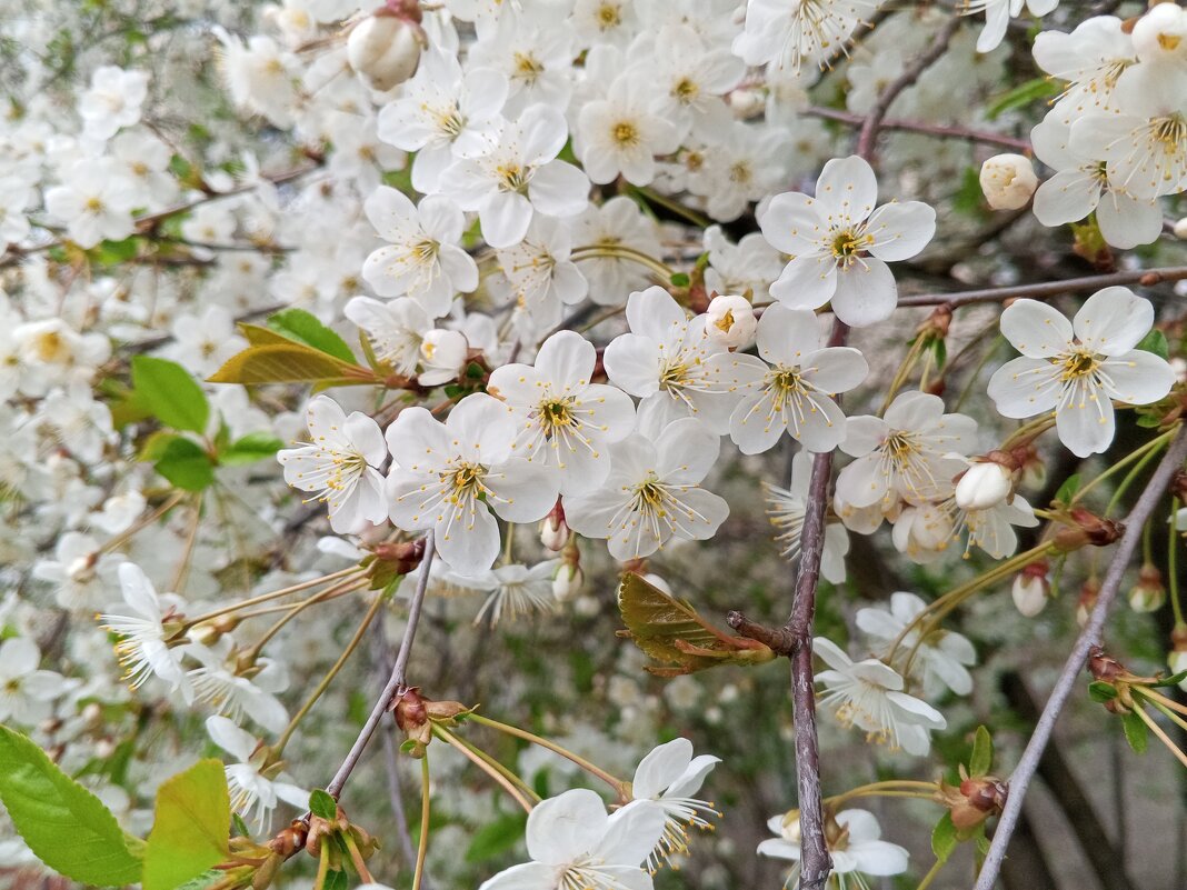 Вишня - Сапсан 