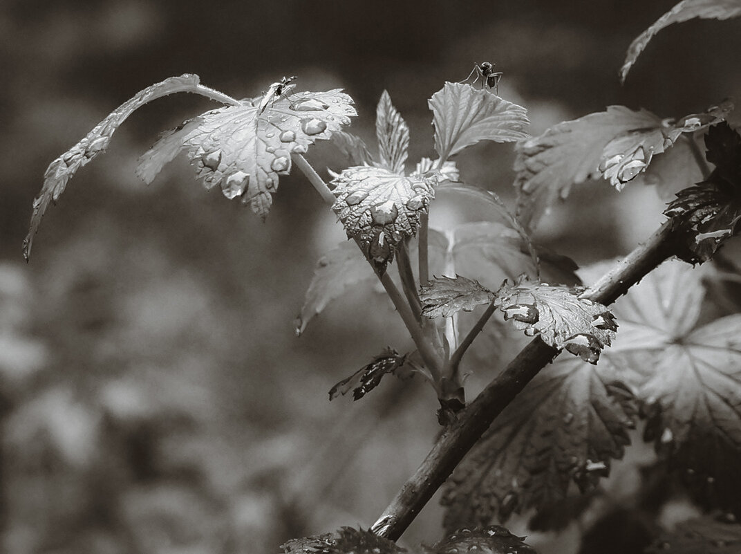 Майский дождик (чб) - Сергей Царёв