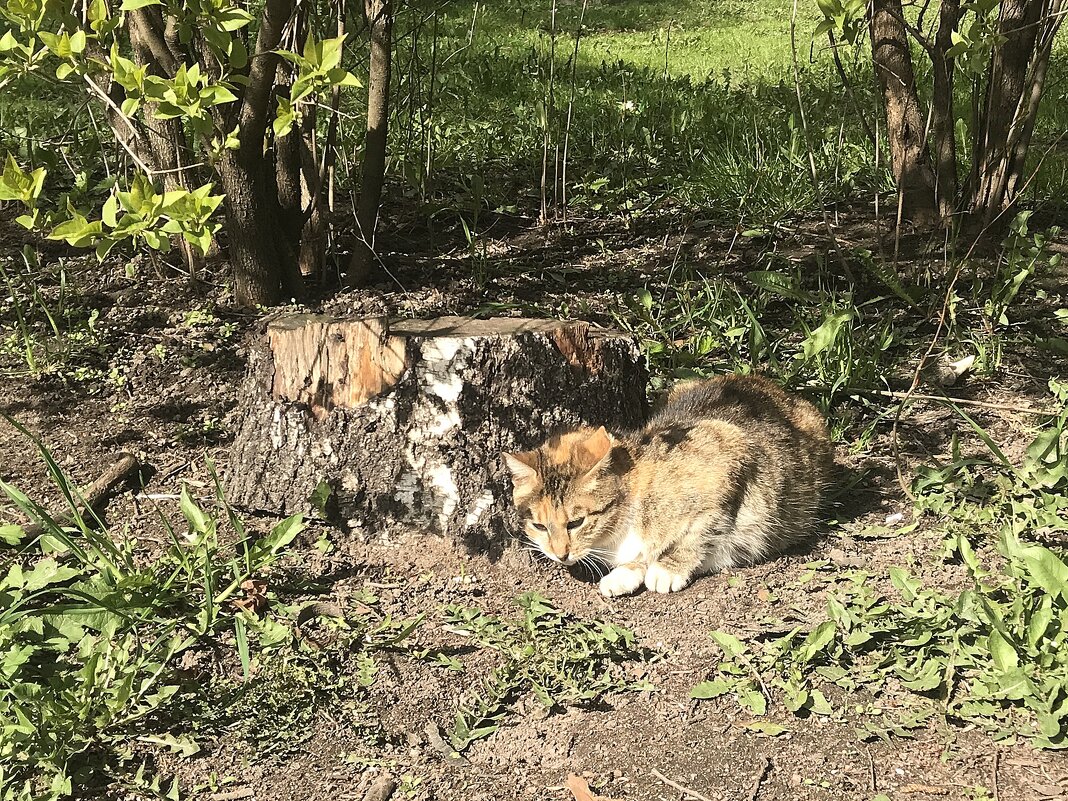 замаскировался - zavitok *