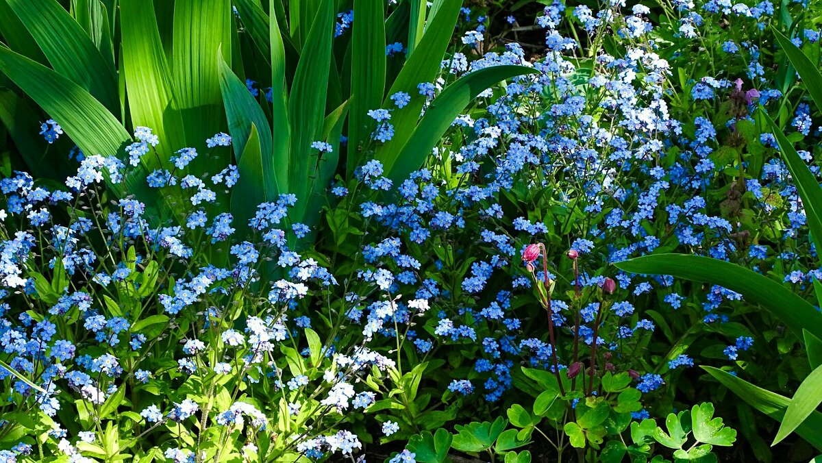 Незабудки на городской клумбе. - Милешкин Владимир Алексеевич Незабудки на городской клумбе. - Милешкин Владимир Алексеевич