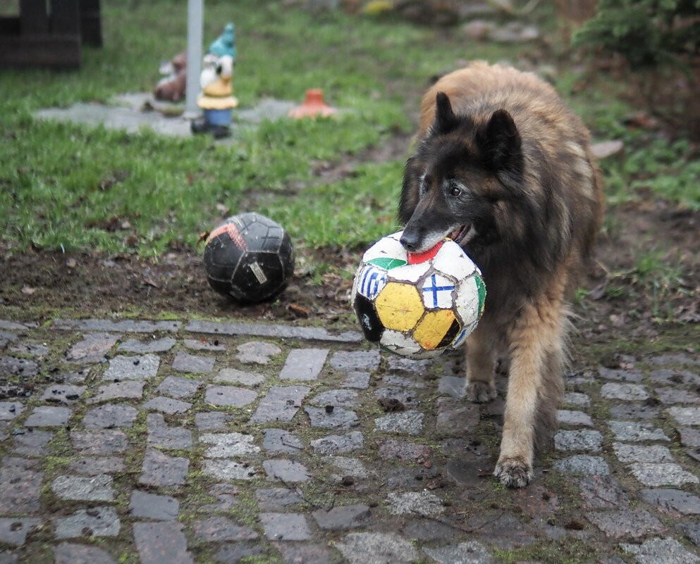 Кто сегодня вратарь? - Магомед . Кто сегодня вратарь? - Магомед .