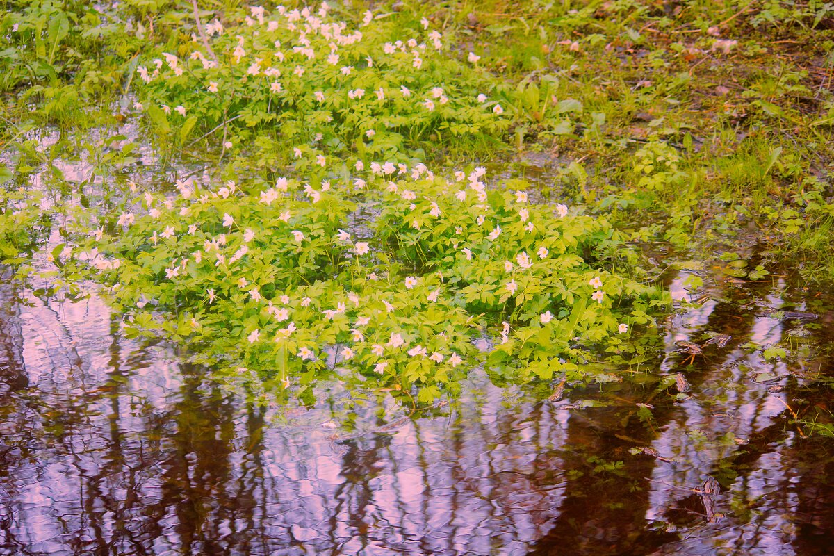 Анемонелла - миниатюрная - Сергей Кочнев