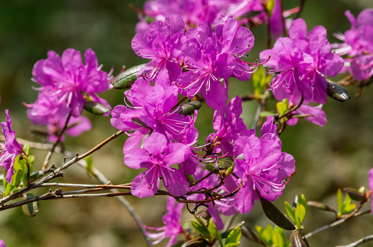 Цветущий май. - Виктор Иванович Чернюк Цветущий май. - Виктор Иванович Чернюк