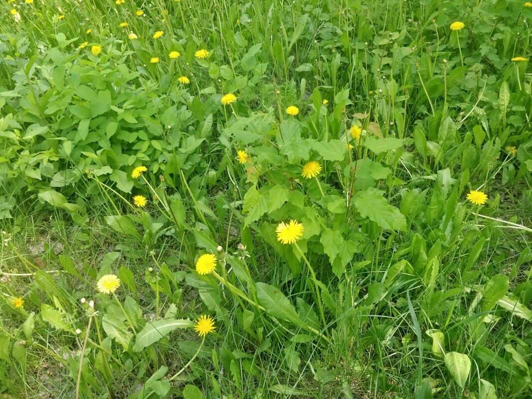 Одуванчиковый май - Андрей Хлопонин Одуванчиковый май - Андрей Хлопонин