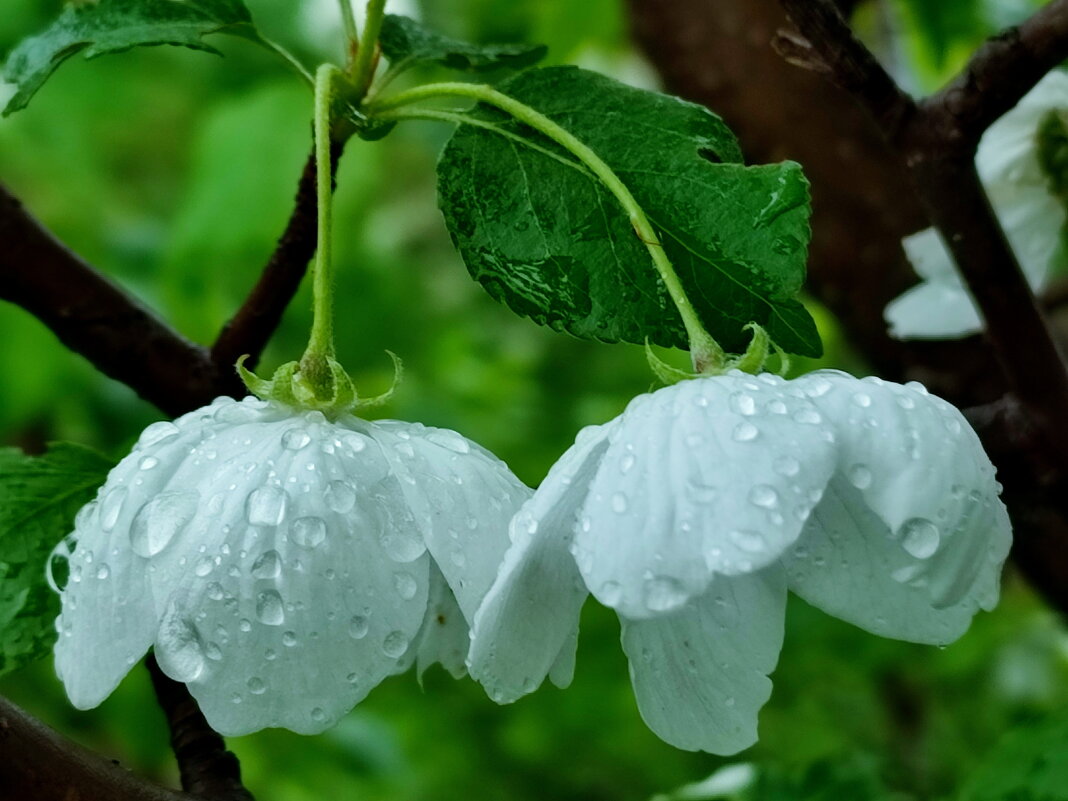 Под дождём - Валентина Богатко Под дождём - Валентина Богатко