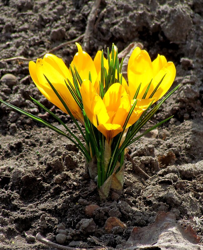 Весна - Роман Савоцкий