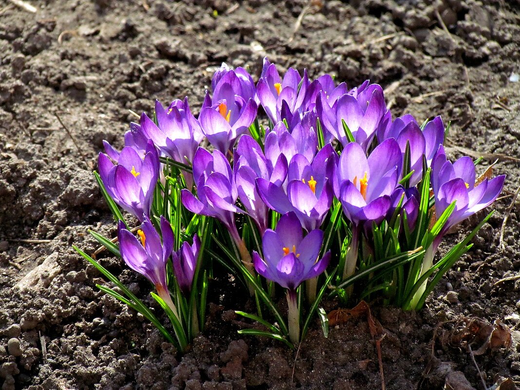 Весна - Роман Савоцкий