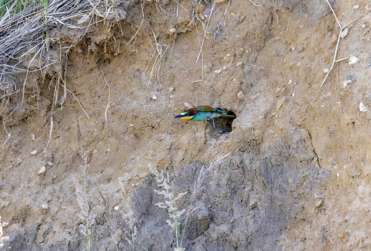 золотистые щурки - юрий макаров золотистые щурки - юрий макаров