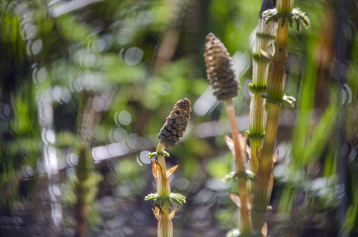 Пистики - Lyubov Busova