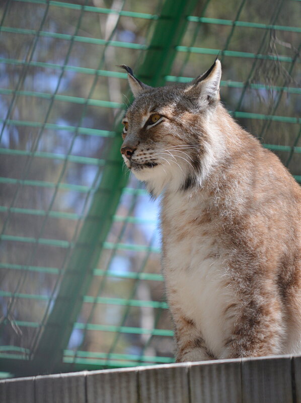 Взгляд - Татьяна Лютаева