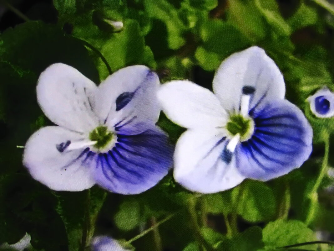 Вероника ползучая - Людмила Смородинская Вероника ползучая - Людмила Смородинская