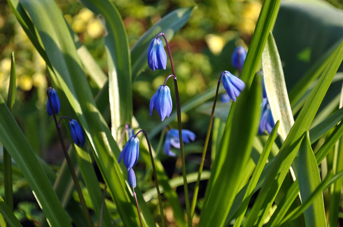 Май - AleksSPb Лесниченко