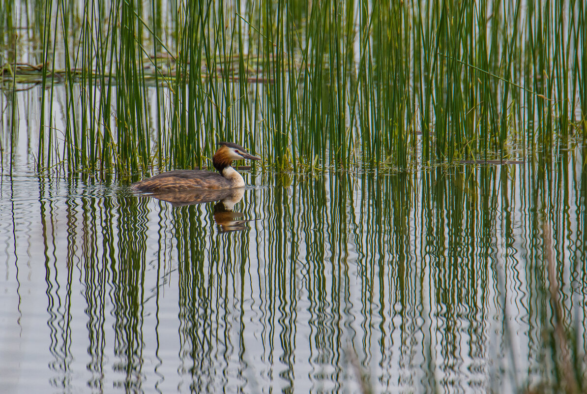 Чомга. - Sergey (Apg) Чомга. - Sergey (Apg)