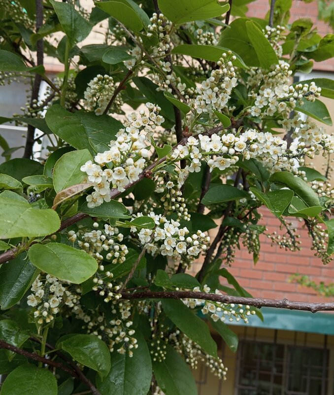 Весеннее - Елена Семигина Весеннее - Елена Семигина