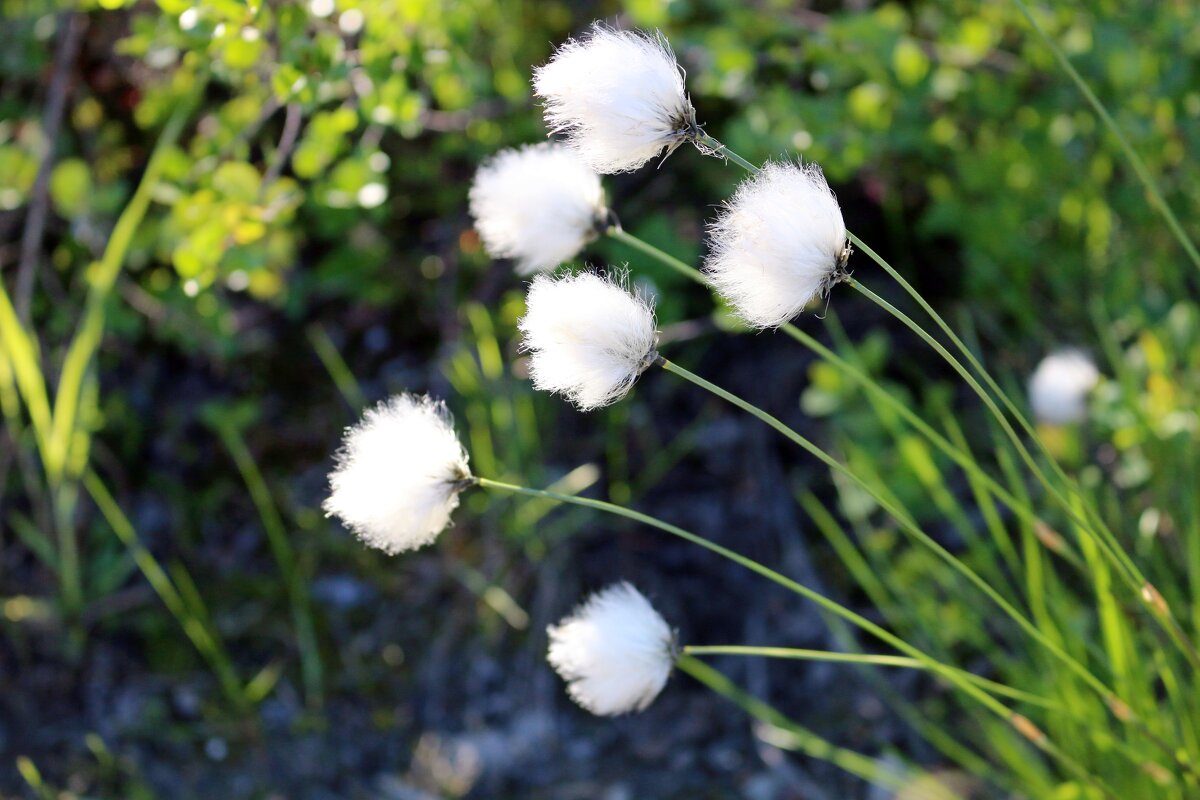 Заячьи хвостики - Ольга Заячьи хвостики - Ольга