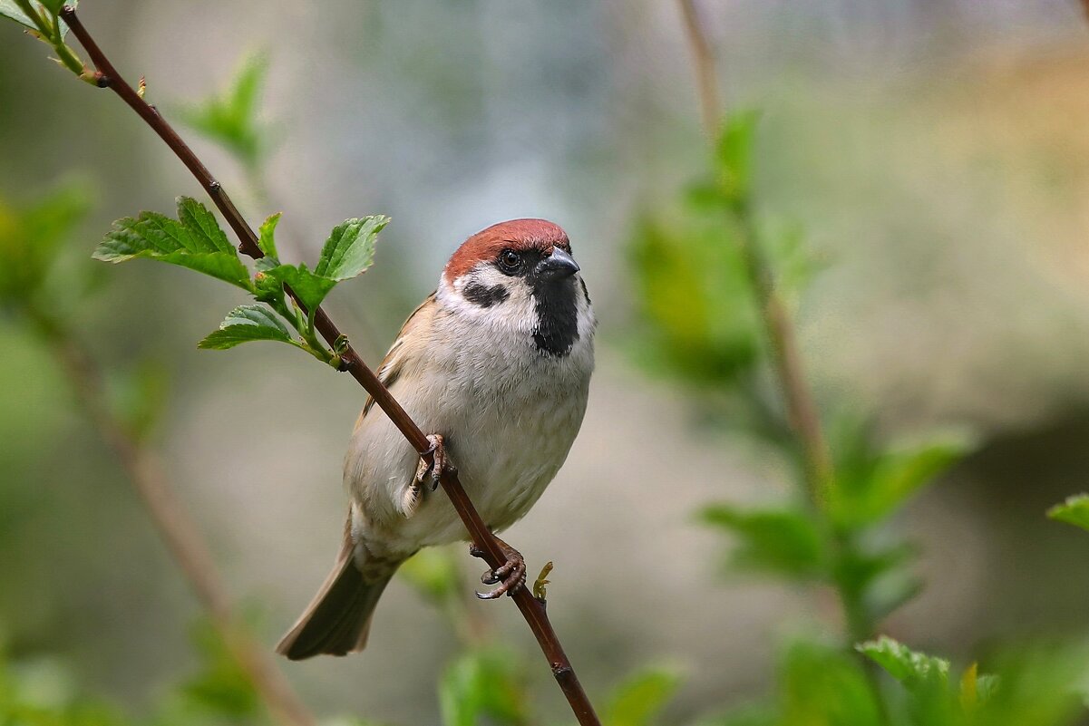Где же моя черноглазая, где? - Татьяна Бравая