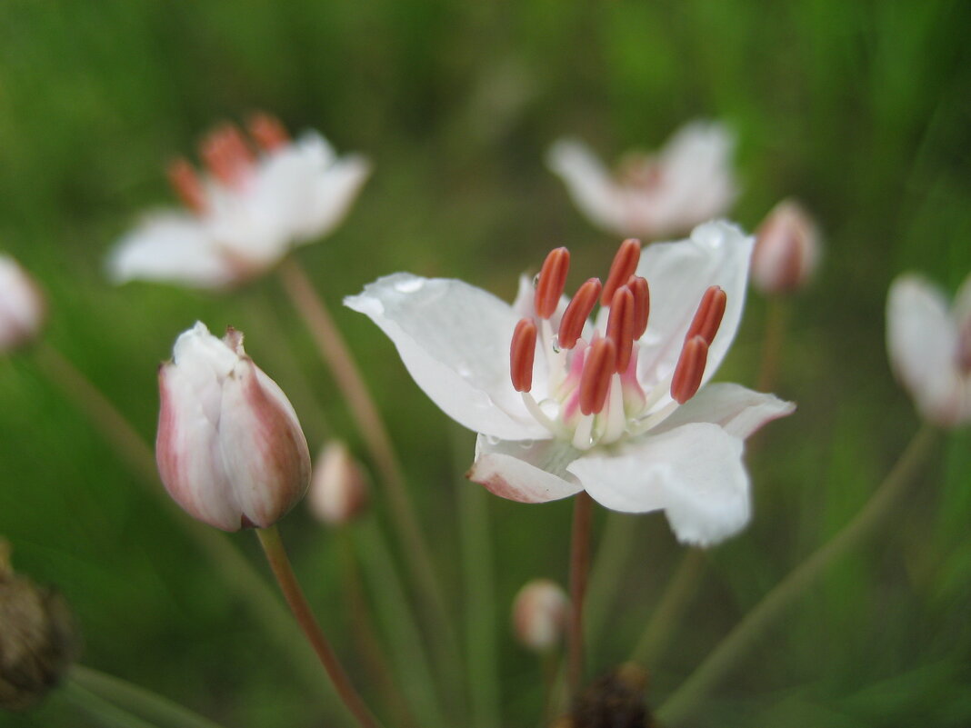 Сусак - Anna Ivanova Сусак - Anna Ivanova