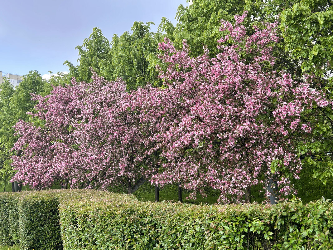 Яблоня Недзвецкого - Oleg4618 Шутченко Яблоня Недзвецкого - Oleg4618 Шутченко