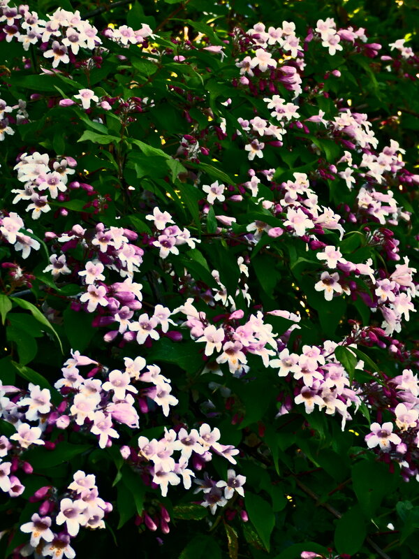 Весенние зарисовки 137 - Алексей Кузнецов