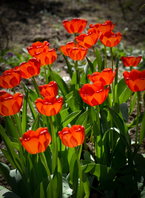Нежный весенний штрих - Александр Мезенцев