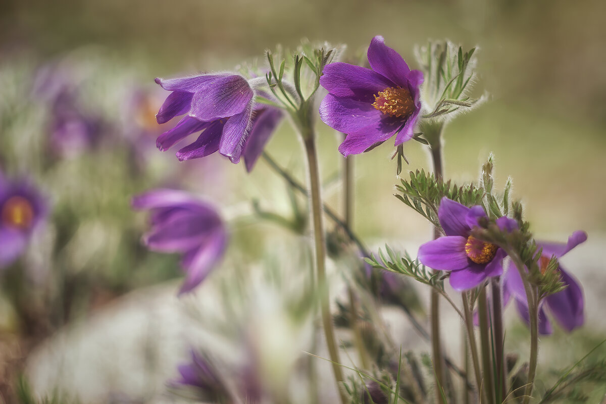 Перврцветы Алтая. - Марина Юдинских